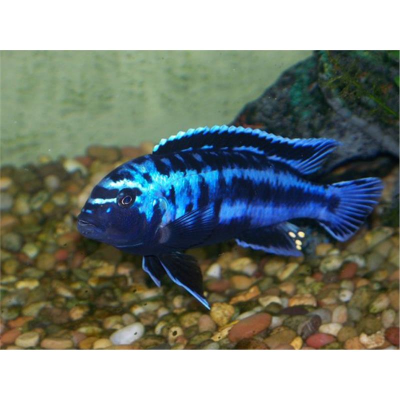 Melanochromis johanni - imagine 5